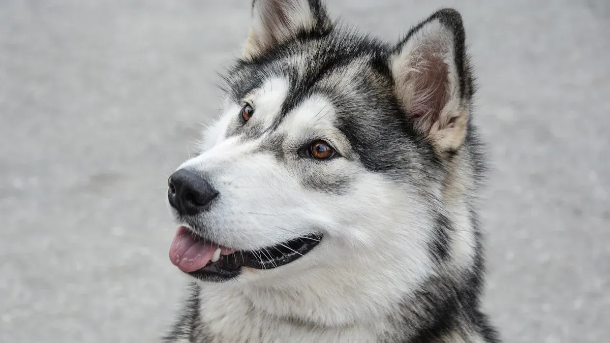 Alaskan Malamute Size and Appearance