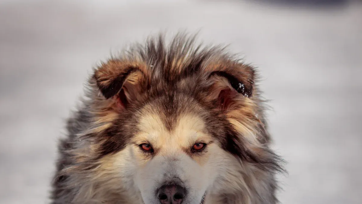 Living with an Alaskan Malamute