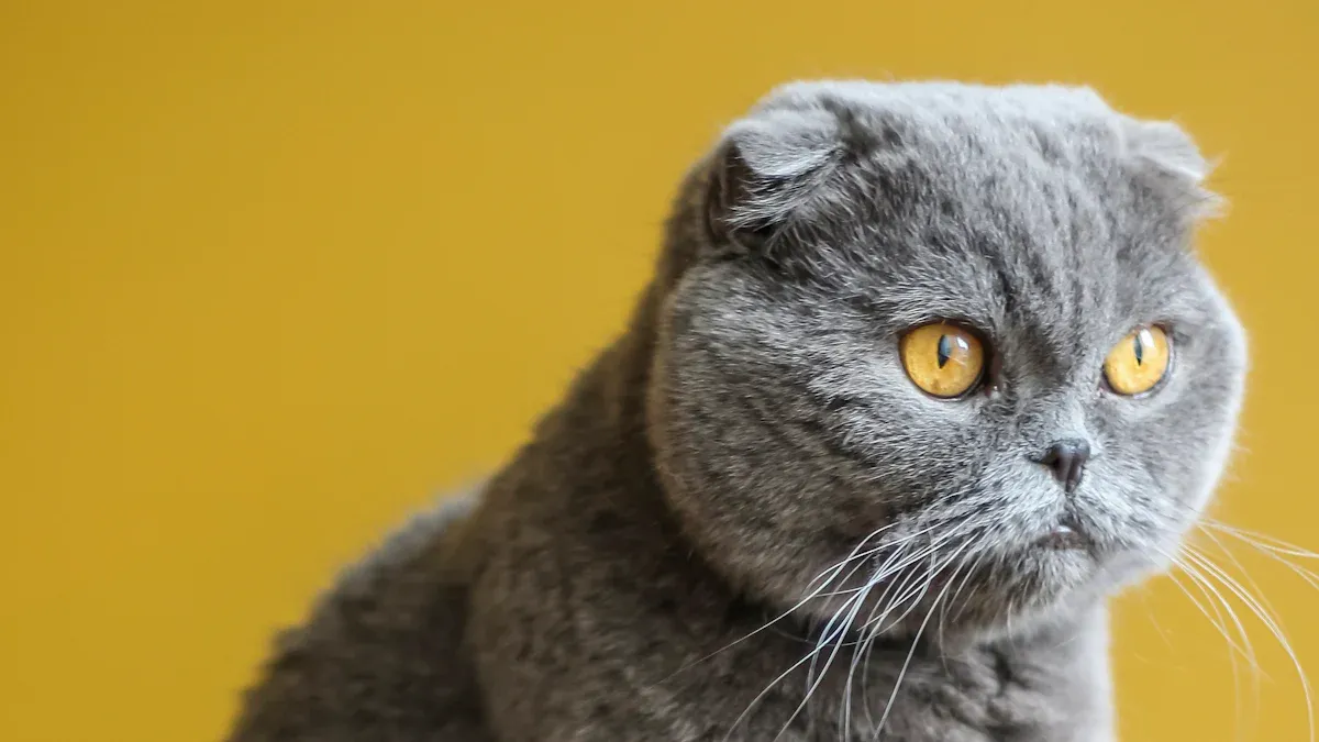 British Shorthair Cat Colors