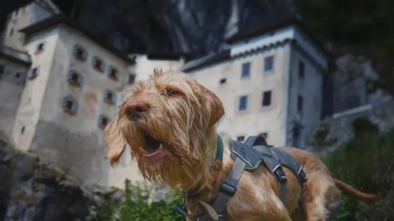 A Complete Guide to Golden Retriever Ownership from Puppy to Senior