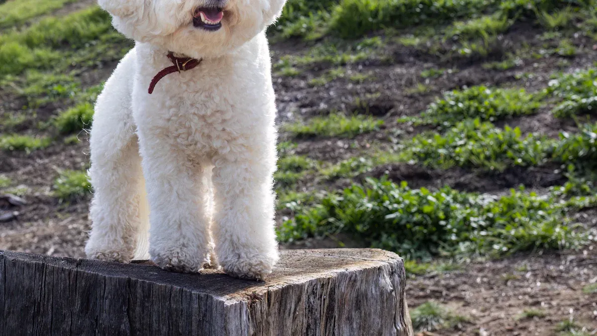 Finding the Right Bichon Frise: Adoption, Breeders, and Costs