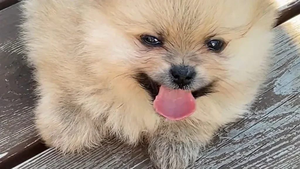 Physical Characteristics of the Pomeranian