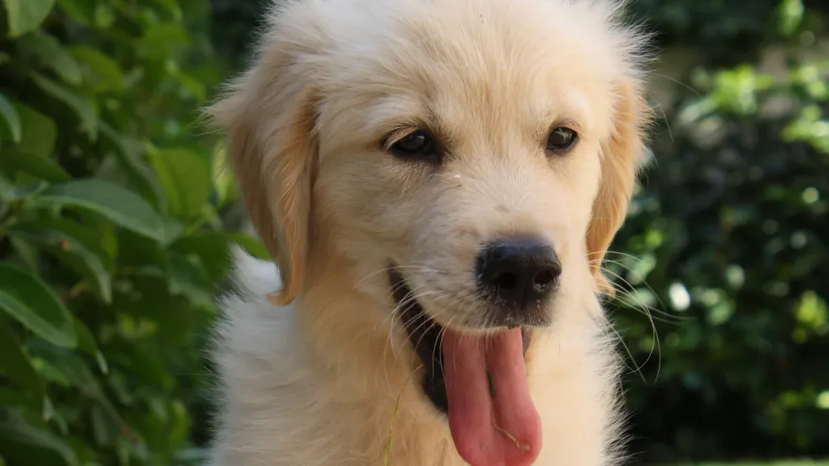 Golden Retriever Characteristics