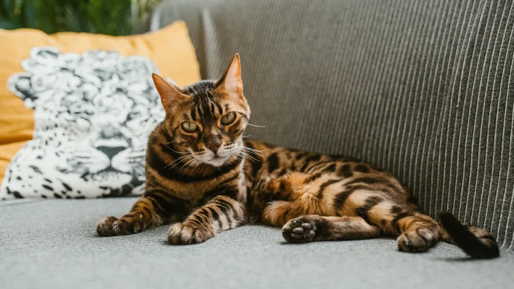 The Ultimate Guide to Bengal Cat Care in 2025