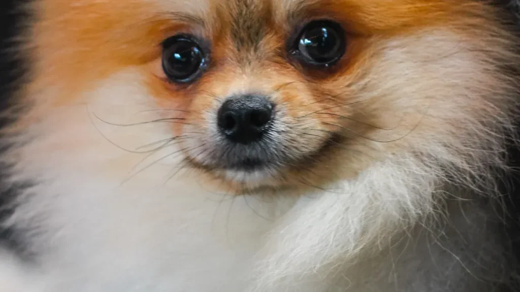 Pomeranian Breed History, Characteristics, and Standards