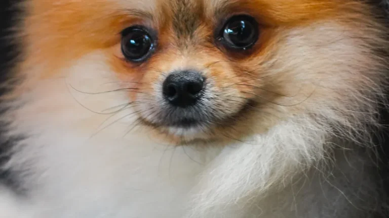 Pomeranian Breed History, Characteristics, and Standards