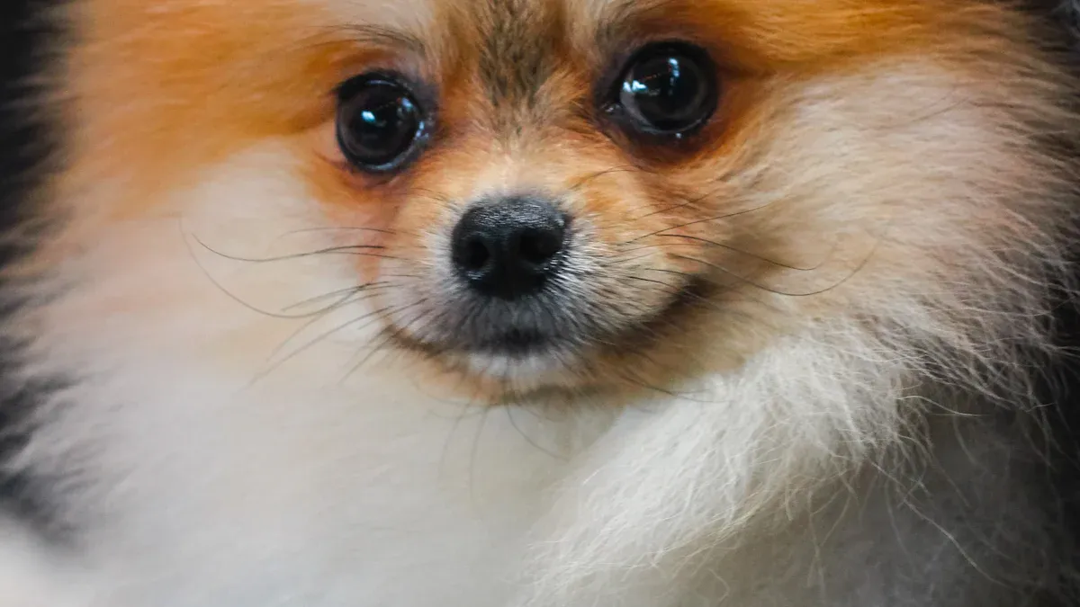 Pomeranian Breed History, Characteristics, and Standards