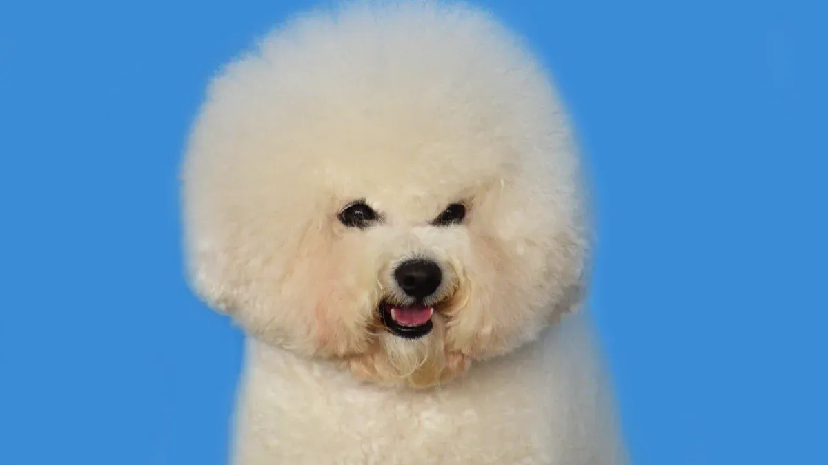 Caring for a Bichon Frise