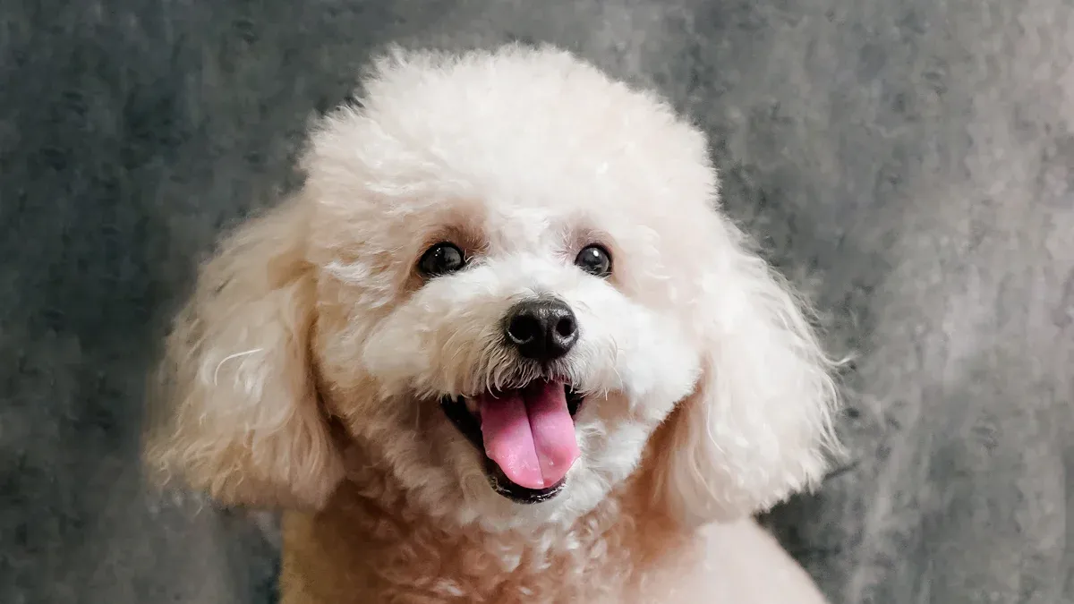 Poodle 101: Is This Breed the Right Fit for Your Lifestyle?