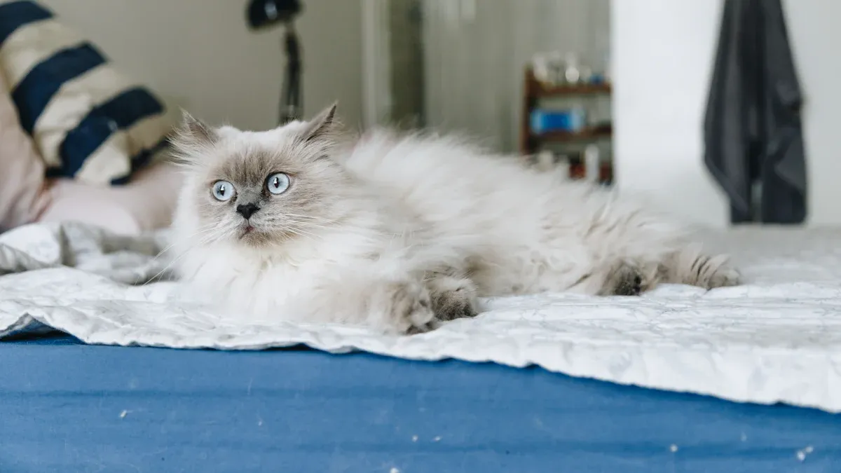 Care and Grooming for Himalayan Cats