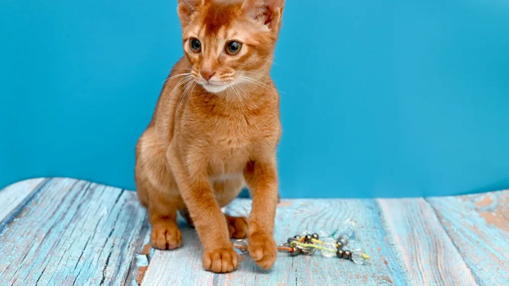 The Ultimate Guide to Abyssinian Cats