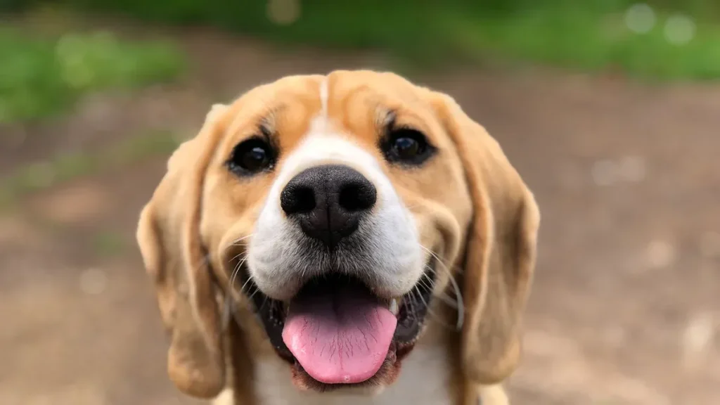 The Ultimate Guide to Beagle Breed: Everything You Need to Know