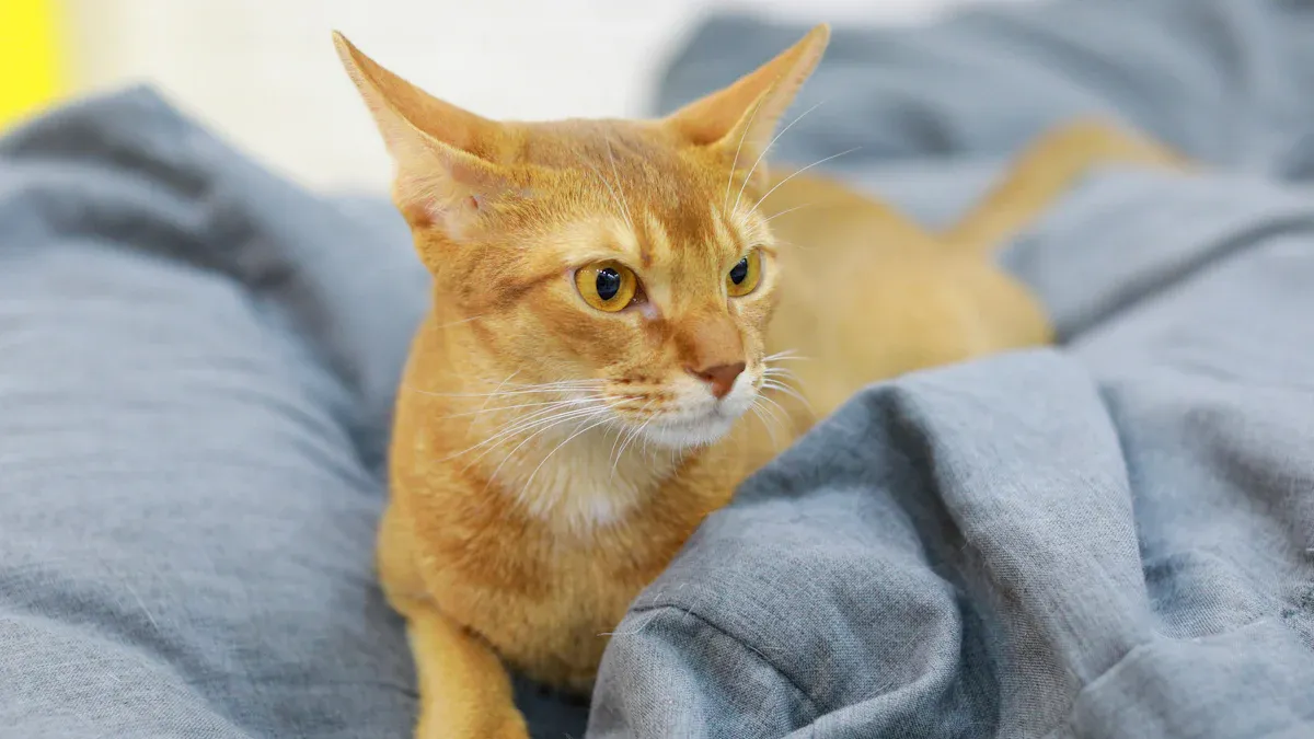 Uncommon Abyssinian Cat Colors