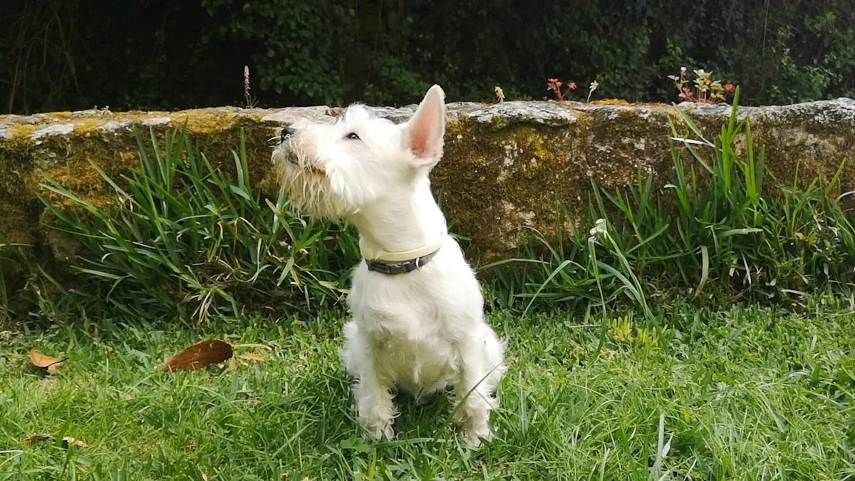 Step-by-Step Guide to Grooming the Scottish Terrier