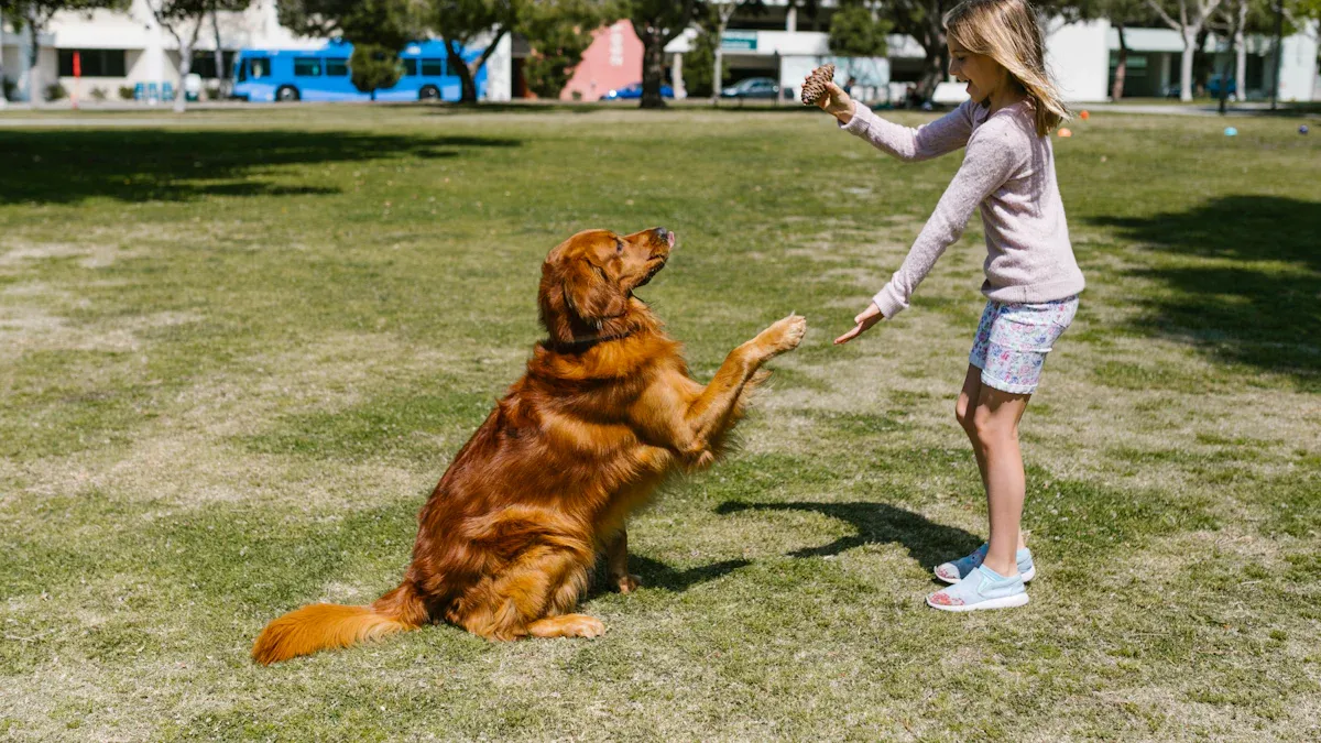 When to Start Training a Golden Retriever Puppy