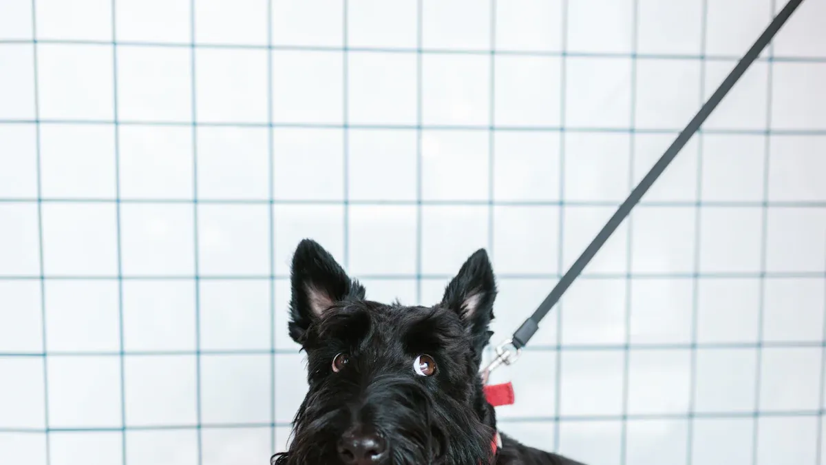 Scottish Terrier Puppies: What to Look For