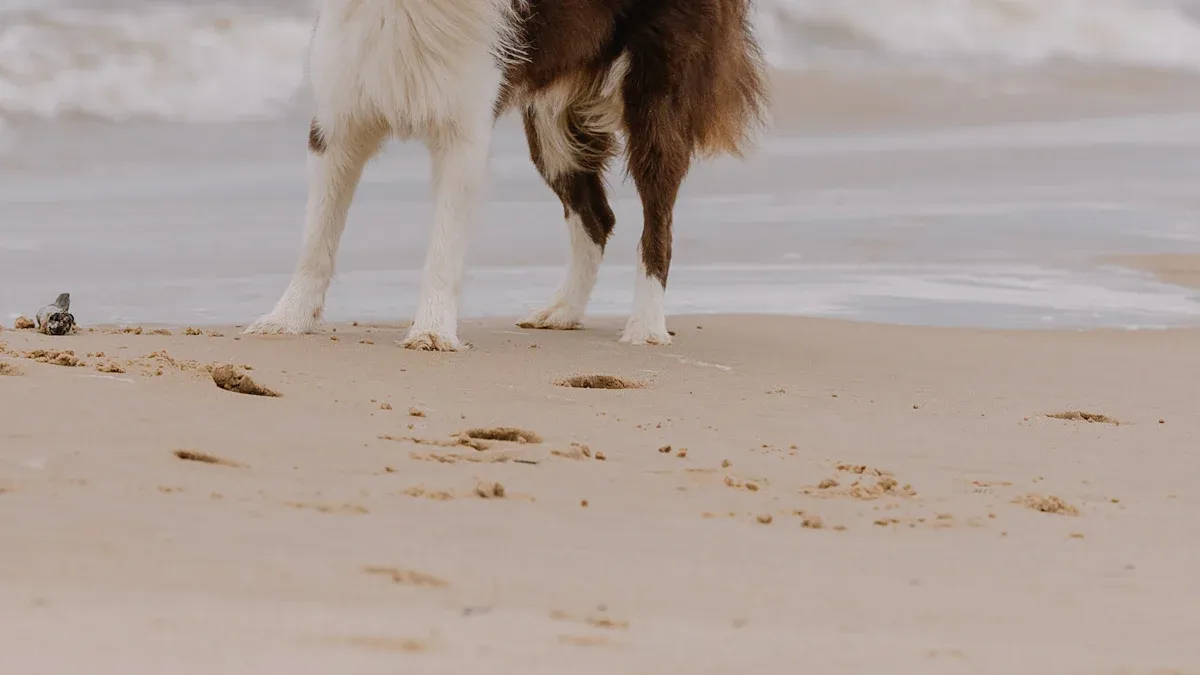 Hiking with Dogs