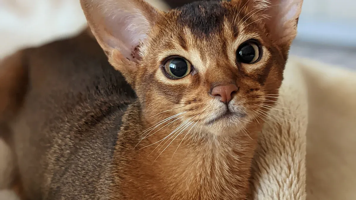 Abyssinian Cat Characteristics