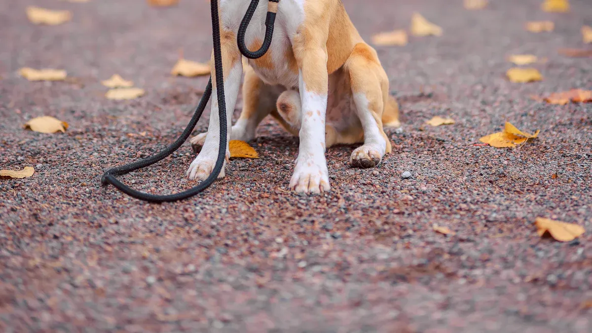 Caring for a Beagle