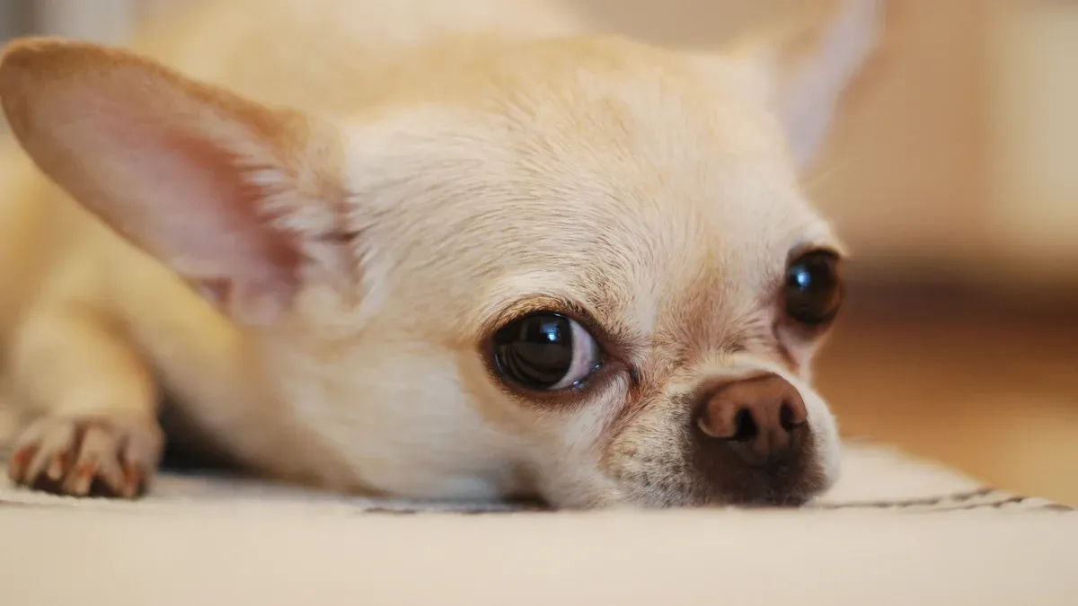 Chihuahua Mix Breeds Guide for 2025