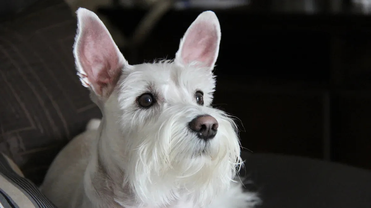 Expert Tips for Grooming Your Scottish Terrier at Home