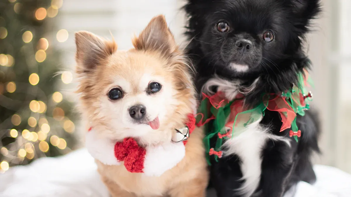 Understanding the Chihuahua Breed