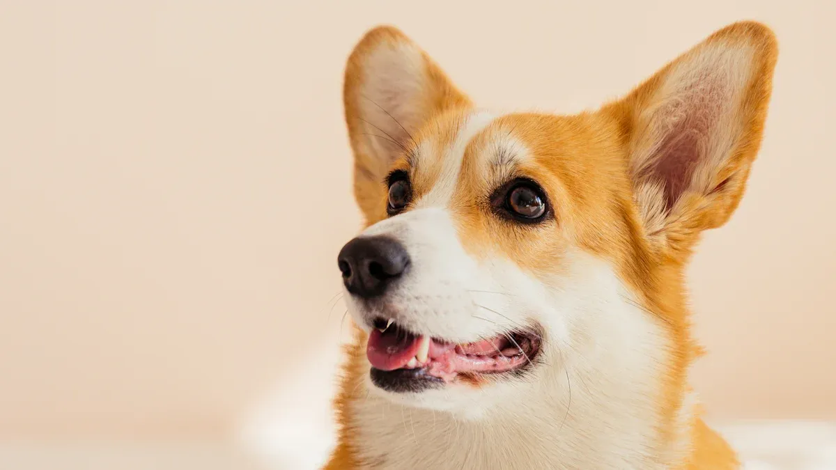 Grooming and Maintenance for Corgi Ownership