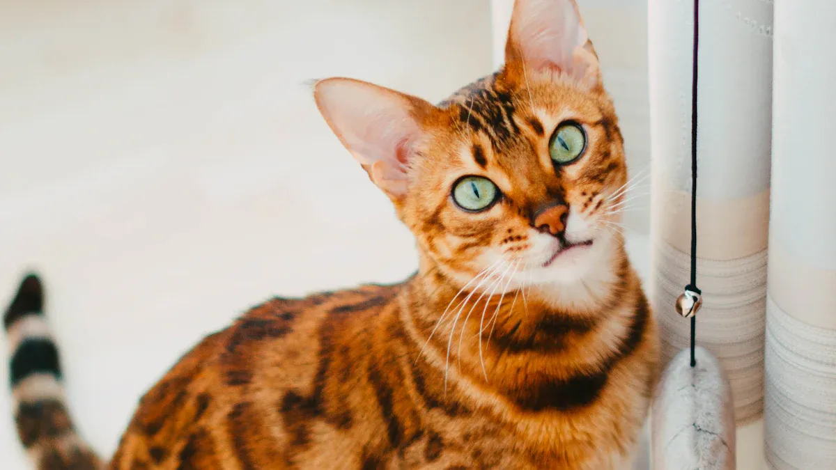 How Much Does a Bengal Cat Cost?