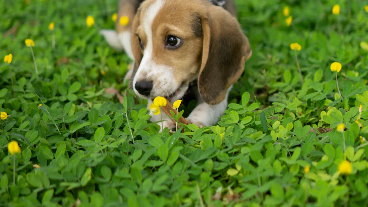 Choosing Beagle Puppies