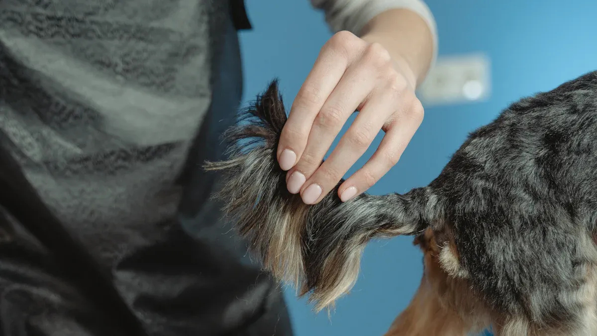 Step-by-Step Guide to Grooming Your Shih Tzu