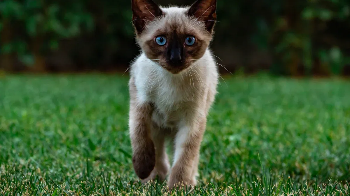 How to Keep Your Burmese Cat Healthy and Happy