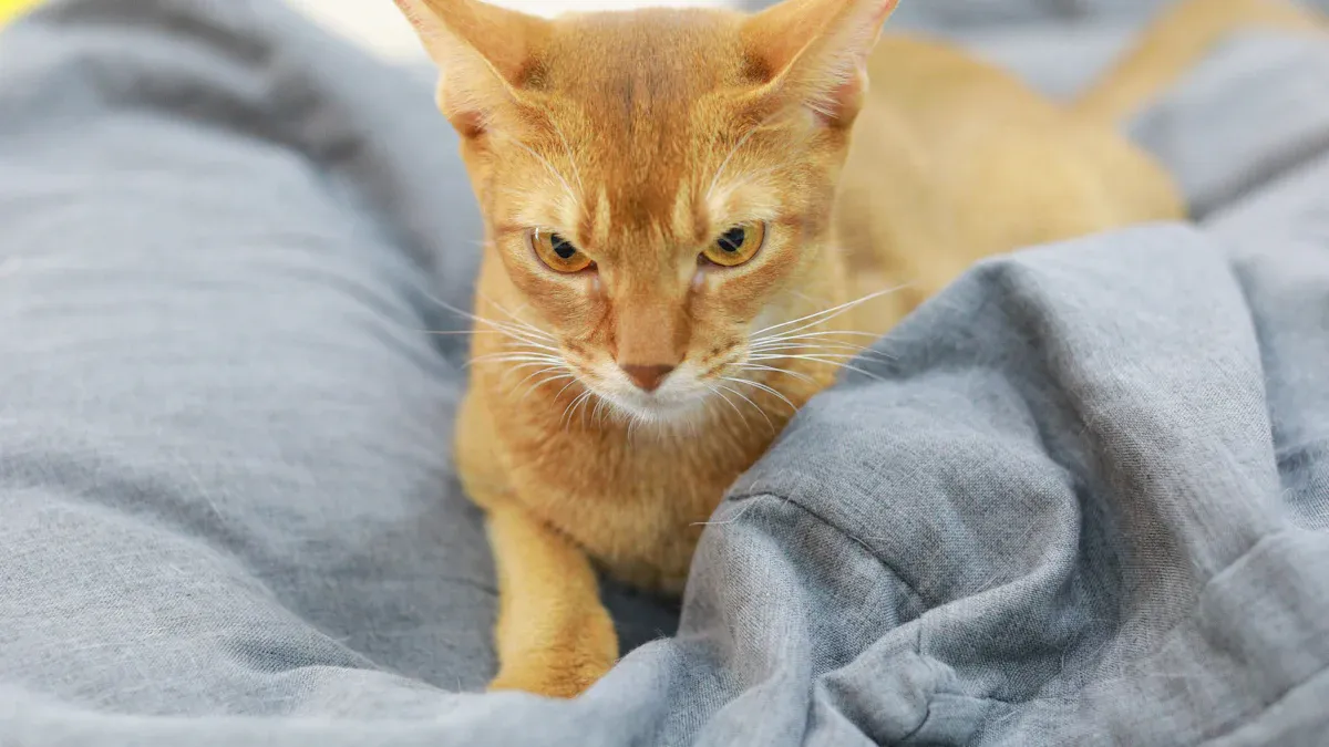 Abyssinian Cat Colors and Patterns