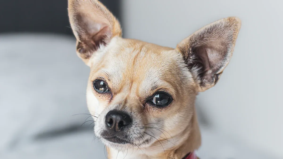 Chihuahuas: Understanding and Caring for Your Tiny Companion