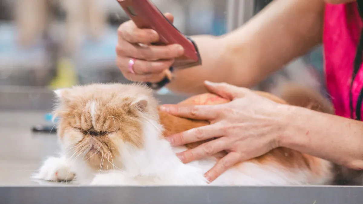 Feeding Your Himalayan