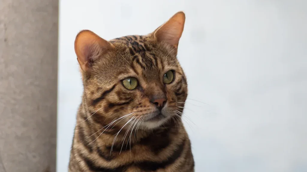 Bengal Cat Breed: The Complete Guide