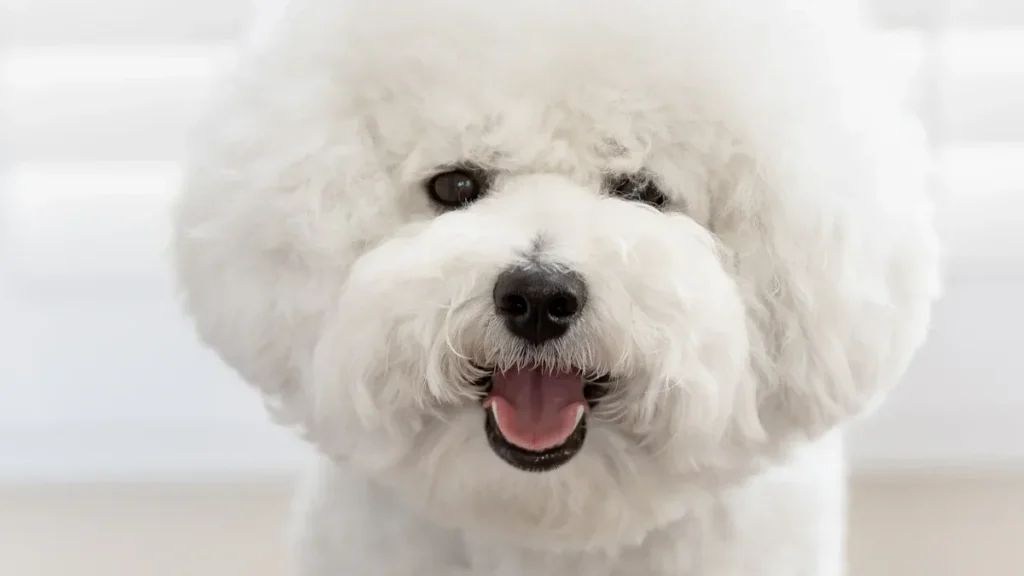 Grooming Your Bichon Frise: A Step-by-Step Guide to a Perfect Cut