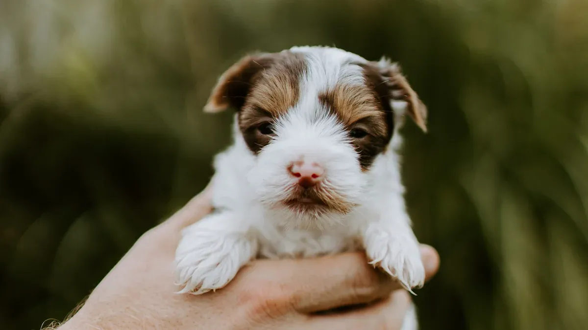 Grooming for Miniature Schnauzer Health