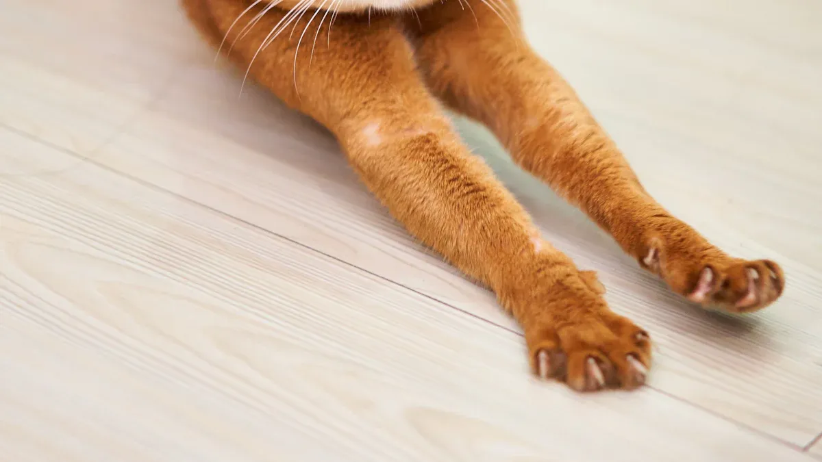 Exercise and Enrichment for Abyssinians