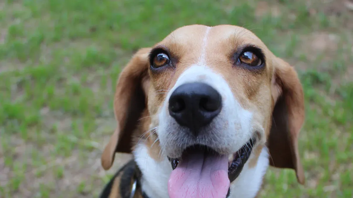 The Ultimate List of Beagle Mixes