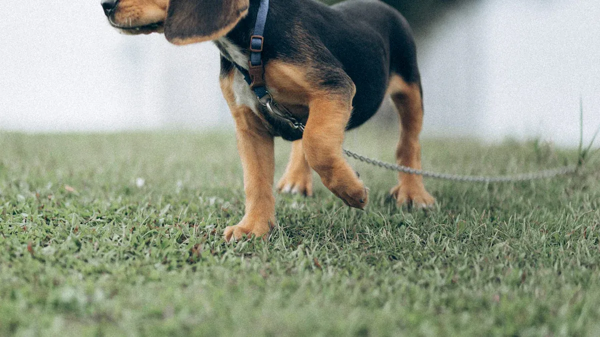 Beagle Mixes: Exploring Popular Crossbreeds