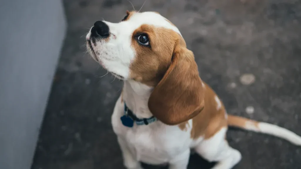 Choosing the Right Beagle: Puppies, Adoption, and Breeders