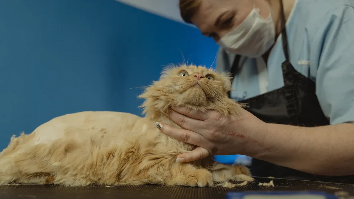 7 Proven Ways to Care for Your Maine Coon in 2025