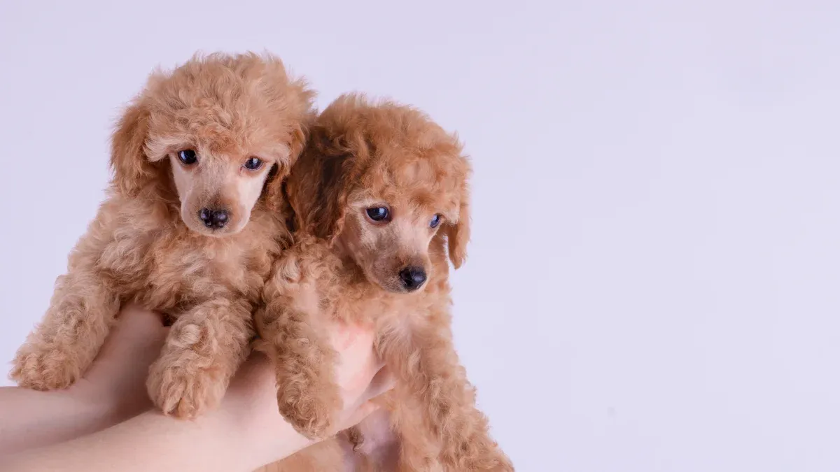 Bernedoodle: A Gentle Giant Poodle Mix