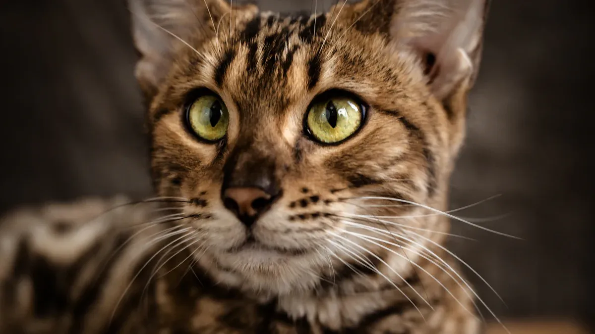 Exercise and Enrichment for Bengal Cats