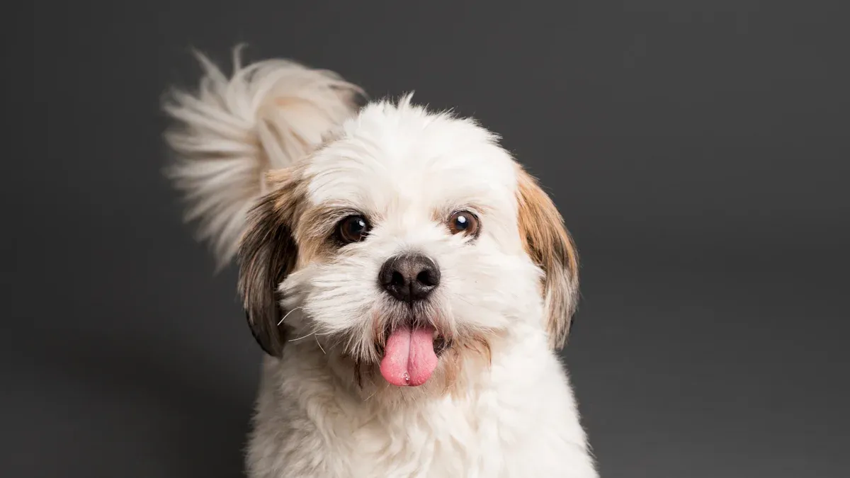 Complete Guide to Grooming Your Shih Tzu at Home