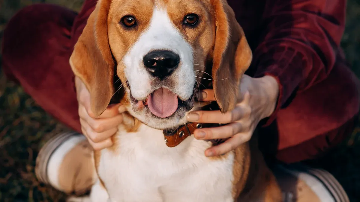 Characteristics of Beagles