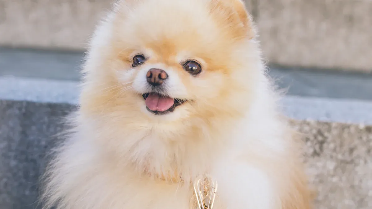 Pomeranian Breed Standards