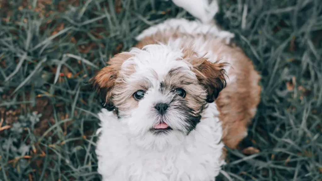 Shih Tzu Breed Guide: Is a Shih Tzu Right for You?