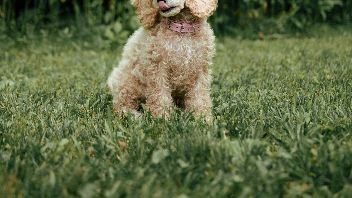 Poodle Size Chart for Quick Reference