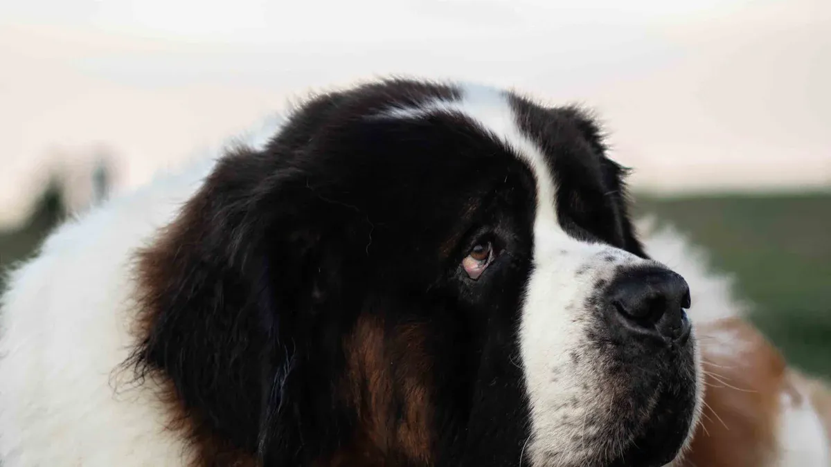 Why Saint Bernard Puppies Make Great Family Pets